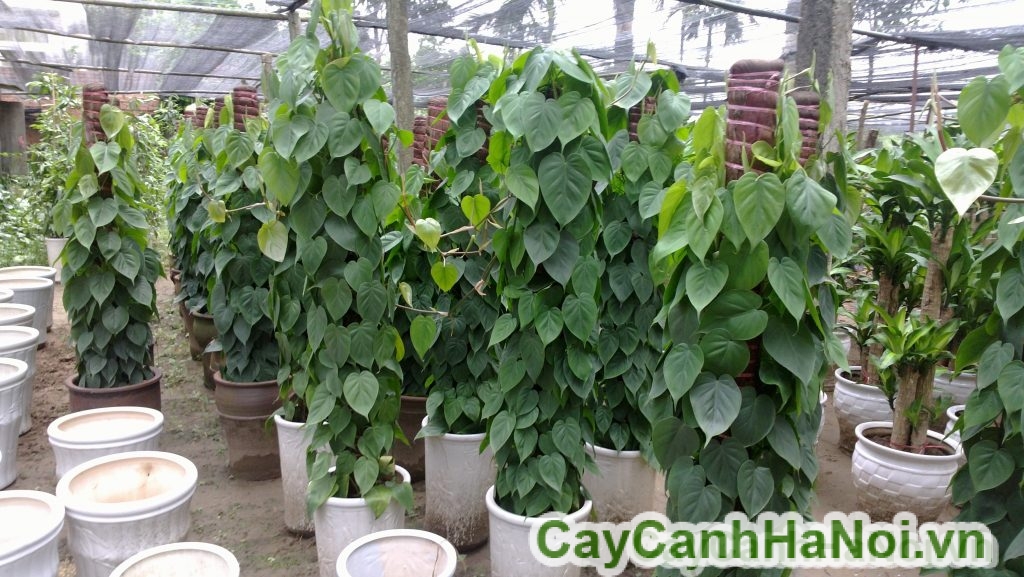 Cách trồng và chăm sóc cây Vạn Niên Thanh ra hoa đẹp